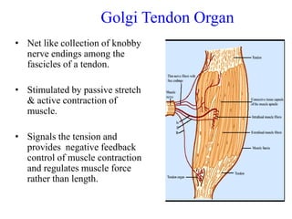 Golgi Tendon Organ
• Net like collection of knobby
nerve endings among the
fascicles of a tendon.
• Stimulated by passive stretch
& active contraction of
muscle.
• Signals the tension and
provides negative feedback
control of muscle contraction
and regulates muscle force
rather than length.

 