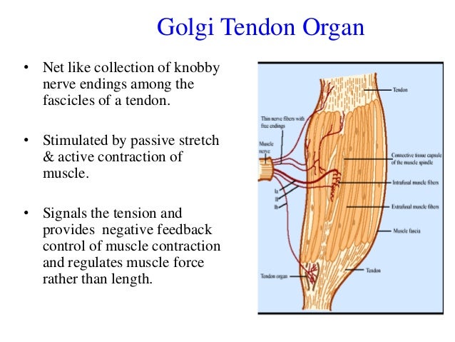 Muscle tone munish G B PANT DELHI