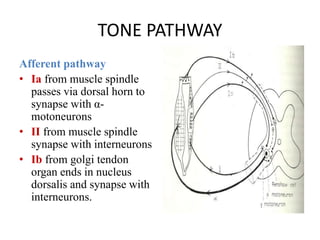 Muscle tone roohi | PPTX