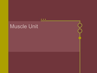 Muscle Unit 