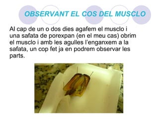 OBSERVANT EL COS DEL MUSCLOAl cap de un o dos dies agafem el musclo i una safata de porexpan (en el meu cas) obrim el musclo i amb les agulles l’enganxem a la safata, un cop fet ja en podrem observar les parts.