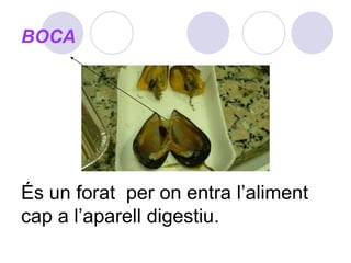 BOCAÉs un forat  per on entra l’aliment cap a l’aparell digestiu.