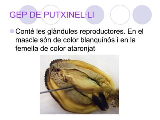 GEP DE PUTXINEL·LIConté les glàndules reproductores. En el mascle són de color blanquinós i en la femella de color ataronjat
