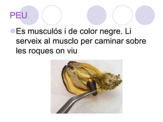 PEUEs musculós i de color negre. Li serveix al musclo per caminar sobre les roques on viu