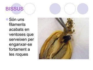 BISSUSSón uns filaments acabats en ventoses que serveixen per enganxar-se fortament a les roques