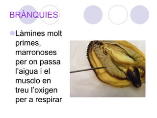 BRÀNQUIESLàmines molt primes, marronoses per on passa l’aigua i el musclo en treu l’oxigen per a respirar