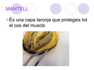MANTELLÉs una capa taronja que protegeix tot el cos del musclo