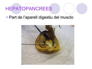 HEPATOPANCREESPart de l’aparell digestiu del musclo
