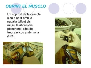 OBRINT EL MUSCLOUn cop tret de la cassola  s’ha d’obrir amb la navalla tallant els músculs abductors posteriors i s’ha de treure el cos amb molta cura. 