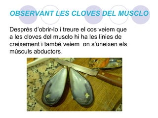 OBSERVANT LES CLOVES DEL MUSCLODesprés d’obrir-lo i treure el cos veiem que a les cloves del musclo hi ha les linies de creixement i també veiem  on s’uneixen els músculs abductors.