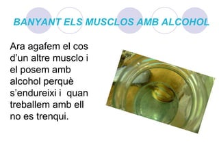 BANYANT ELS MUSCLOS AMB ALCOHOLAra agafem el cos d’un altre musclo i el posem amb alcohol perquè s’endureixi i  quan treballem amb ell no es trenqui.