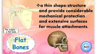 Flat
Bones
The scapula -
a flat bone
a thin shape/structure
and provide considerable
mechanical protection
and extensive surfaces
for muscle attachments.
 