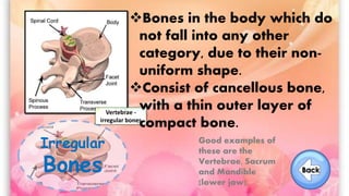 Irregular
Bones
Vertebrae -
irregular bones
Bones in the body which do
not fall into any other
category, due to their non-
uniform shape.
Consist of cancellous bone,
with a thin outer layer of
compact bone.
Good examples of
these are the
Vertebrae, Sacrum
and Mandible
(lower jaw).
 