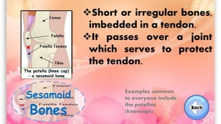 Sesamoid
Bones
The patella (knee cap)
– a sesamoid bone
Short or irregular bones,
imbedded in a tendon.
It passes over a joint
which serves to protect
the tendon.
Examples common
to everyone include
the patellae
(kneecaps).
 