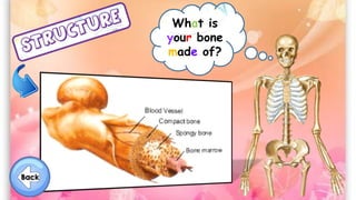 What is
your bone
made of?
 