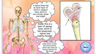 A typical bone has
an outer layer of
hard or compact
bone, which is
very strong, dense
and tough!
Inside this is a
layer of spongy
bone, which is
like honeycomb,
lighter and
slightly flexible.
In the middle of
some bones is jelly-
like bone marrow,
where new cells are
being produced for
the blood.
 