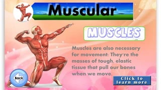 Muscular
Muscles are also necessary
for movement: They're the
masses of tough, elastic
tissue that pull our bones
when we move.
 