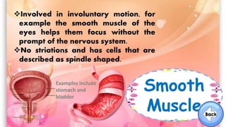 Smooth
Muscle
Involved in involuntary motion, for
example the smooth muscle of the
eyes helps them focus without the
prompt of the nervous system.
No striations and has cells that are
described as spindle shaped.
Examples include
stomach and
bladder
 