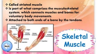 Skeletal
Muscle
 Called striated muscle
 is part of what comprises the musculoskeletal
system, which connects muscles and bones for
voluntary body movements.
 Attached to both ends of a bone by the tendons.
 