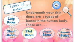 Underneath your skin
there are 5 types of
bones in the human body.
These are . . .
Long
Bones
Short
Bones
Flat
Bones
Irregular
Bones
Sesamoid
Bones
 