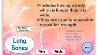 Long
Bones
Includes having a body
which is longer than it is
wide.
They are usually somewhat
curved for strength.
The femur -
a long bone
Tibia Fibula
Examples include
femur, tibia,
fibula, humerus,
ulna and radius
 