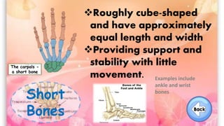 Short
Bones
The carpals -
a short bone
Roughly cube-shaped
and have approximately
equal length and width
Providing support and
stability with little
movement. Examples include
ankle and wrist
bones
 