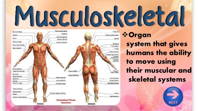 the human musculoskeletal system
