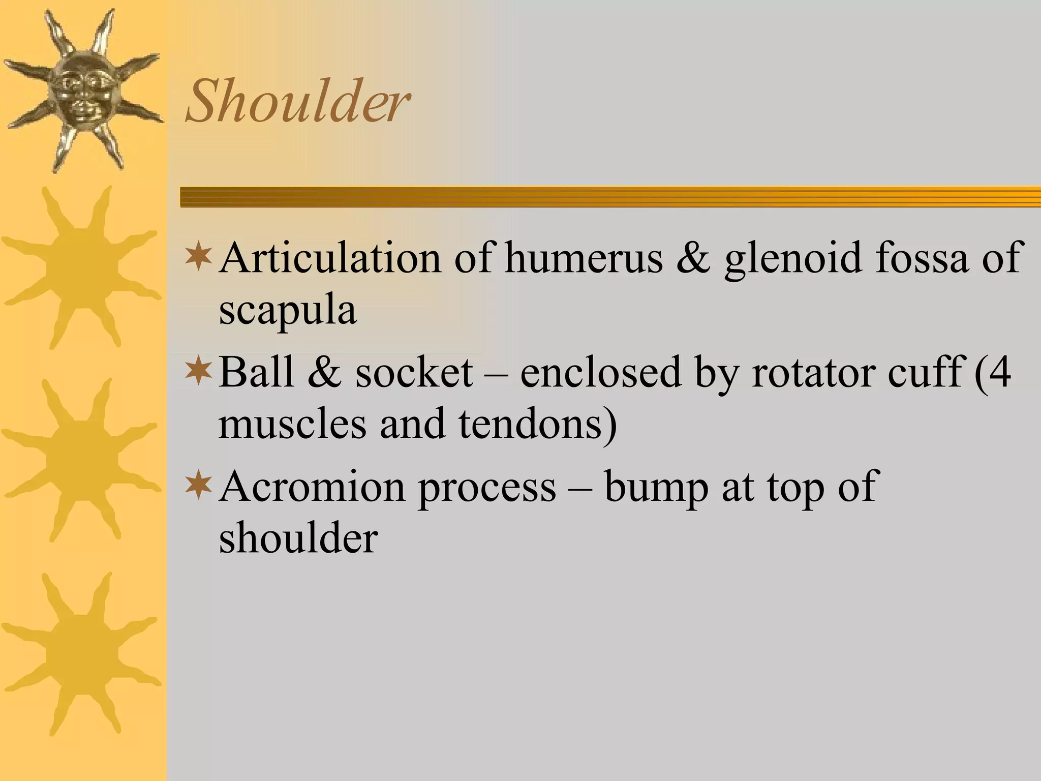 Shoulder Articulation of humerus & glenoid fossa of scapula Ball & socket – enclosed by rotator cuff (4 muscles and tendons) Acromion process – bump at top of shoulder 