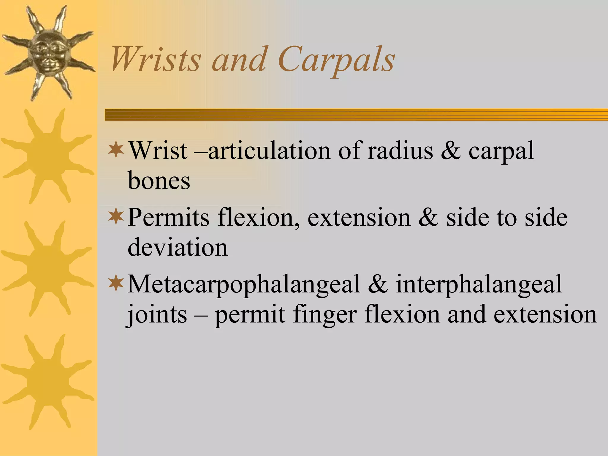 Wrists and Carpals Wrist –articulation of radius & carpal bones Permits flexion, extension & side to side deviation Metacarpophalangeal & interphalangeal joints – permit finger flexion and extension 