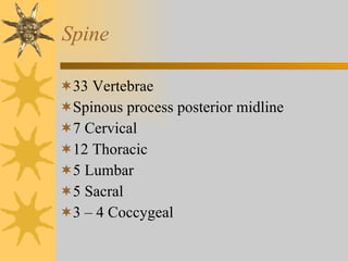 Spine 33 Vertebrae Spinous process posterior midline 7 Cervical 12 Thoracic 5 Lumbar 5 Sacral 3 – 4 Coccygeal 