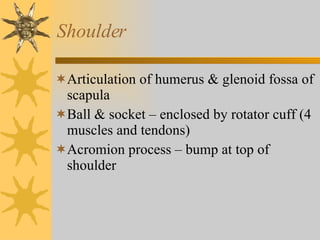 Shoulder Articulation of humerus & glenoid fossa of scapula Ball & socket – enclosed by rotator cuff (4 muscles and tendons) Acromion process – bump at top of shoulder 