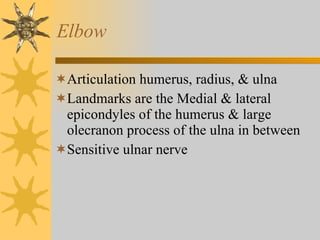 Elbow Articulation humerus, radius, & ulna  Landmarks are the Medial & lateral epicondyles of the humerus & large olecranon process of the ulna in between Sensitive ulnar nerve 
