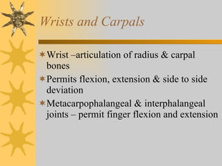 Wrists and Carpals Wrist –articulation of radius & carpal bones Permits flexion, extension & side to side deviation Metacarpophalangeal & interphalangeal joints – permit finger flexion and extension 