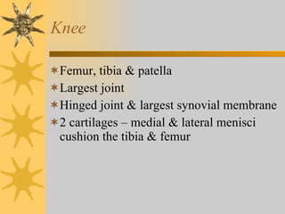 Knee Femur, tibia & patella Largest joint Hinged joint & largest synovial membrane 2 cartilages – medial & lateral menisci cushion the tibia & femur 
