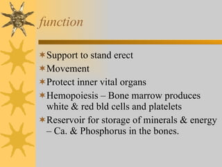 function Support to stand erect Movement Protect inner vital organs Hemopoiesis – Bone marrow produces white & red bld cells and platelets Reservoir for storage of minerals & energy – Ca. & Phosphorus in the bones. 