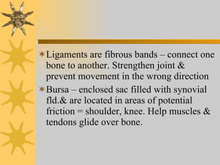 Ligaments are fibrous bands – connect one bone to another. Strengthen joint & prevent movement in the wrong direction Bursa – enclosed sac filled with synovial fld.& are located in areas of potential friction = shoulder, knee. Help muscles & tendons glide over bone. 