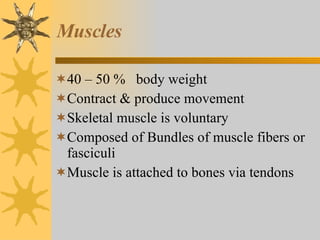 Muscles 40 – 50 %  body weight Contract & produce movement Skeletal muscle is voluntary Composed of Bundles of muscle fibers or fasciculi Muscle is attached to bones via tendons 