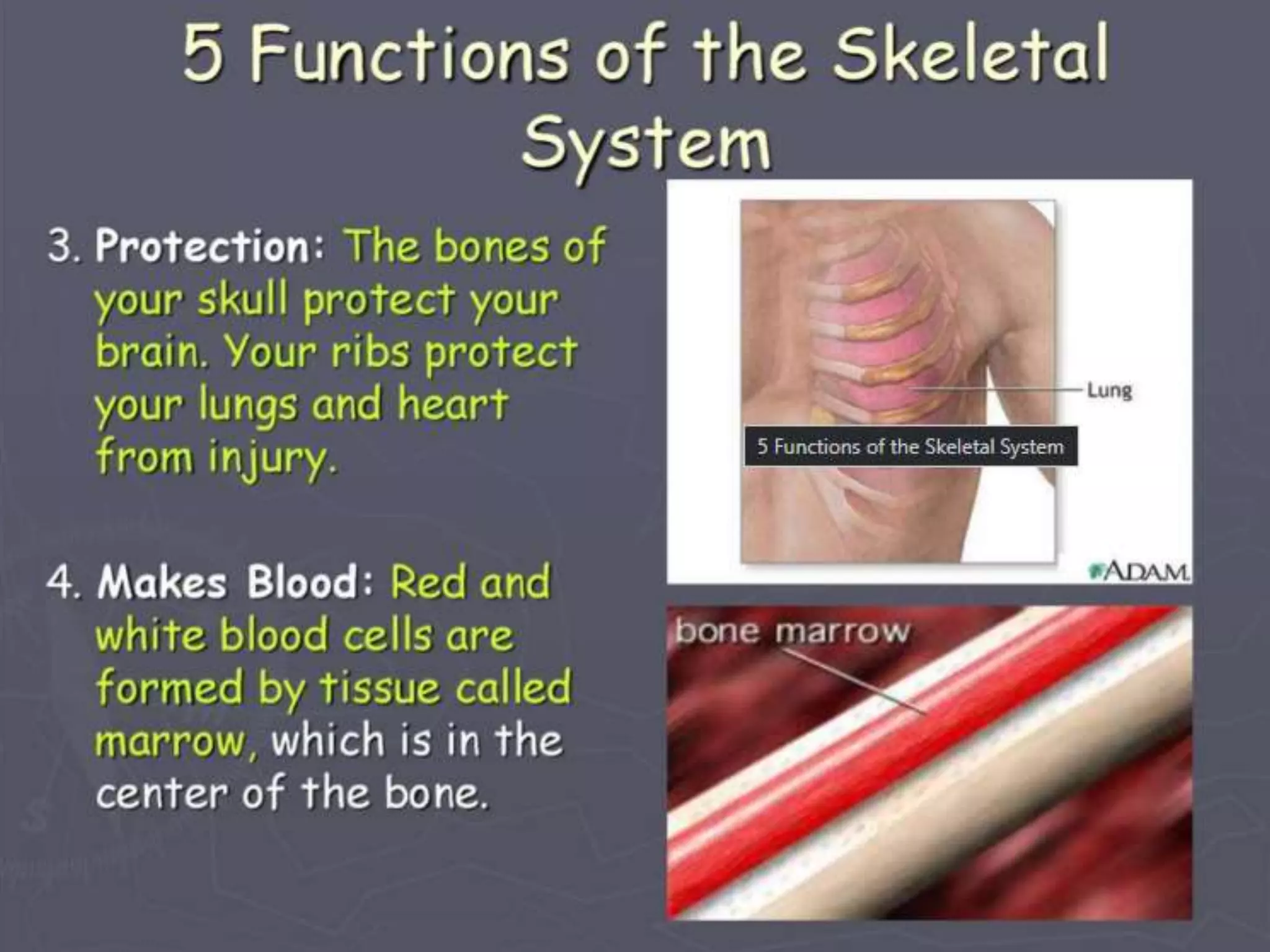 Muscoloskeletal System- Science Grade 6.pptx