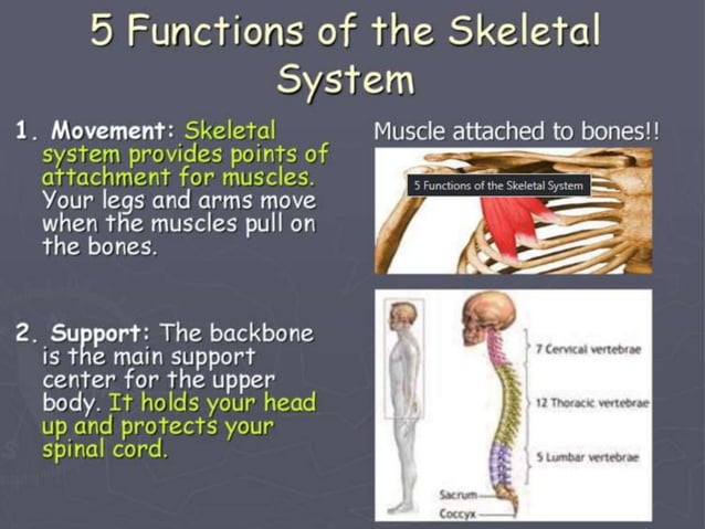 Muscoloskeletal System- Science Grade 6.pptx | Bone and Joint ...