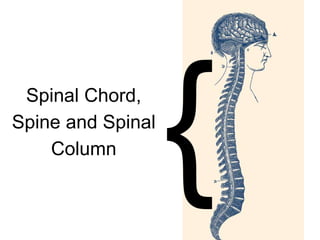 Spinal Chord,
Spine and Spinal
Column
 