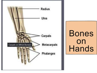 Bones
on
Hands
 