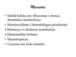 Muscidae
• Subdividida em: Muscinae ( mosca
  doméstica lambedora)
• Stomoxydinae ( hematófogas picadoras)
Stomoxys Calcitrans (estabulos)
Haematobia Irritans
• Sinantropicas;
• Comum em todo mundo
 