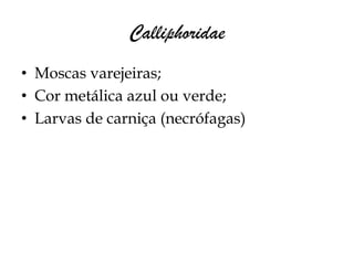 Calliphoridae
• Moscas varejeiras;
• Cor metálica azul ou verde;
• Larvas de carniça (necrófagas)
 