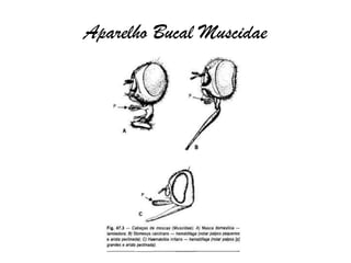 Aparelho Bucal Muscidae
 