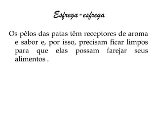 Esfrega-esfrega
Os pêlos das patas têm receptores de aroma
 e sabor e, por isso, precisam ficar limpos
 para que elas possam farejar seus
 alimentos .
 