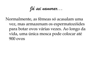 Já sei namorar...
Normalmente, as fêmeas só acasalam uma
 vez, mas armazenam os espermatozóides
 para botar ovos várias vezes. Ao longo da
 vida, uma única mosca pode colocar até
 900 ovos
 