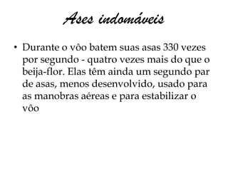 Ases indomáveis
• Durante o vôo batem suas asas 330 vezes
  por segundo - quatro vezes mais do que o
  beija-flor. Elas têm ainda um segundo par
  de asas, menos desenvolvido, usado para
  as manobras aéreas e para estabilizar o
  vôo
 