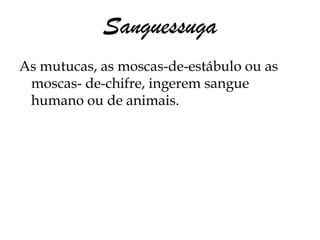 Sanguessuga
As mutucas, as moscas-de-estábulo ou as
 moscas- de-chifre, ingerem sangue
 humano ou de animais.
 