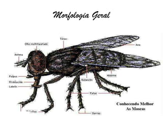 Morfologia Geral
 