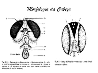 Morfologia da Cabeça
 